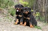 ROTTWEILER 221